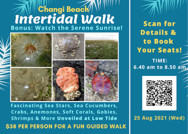 Intertidal Walk @ Changi Beach at Sunrise - Image 2